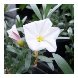 Convolvulus cneorum