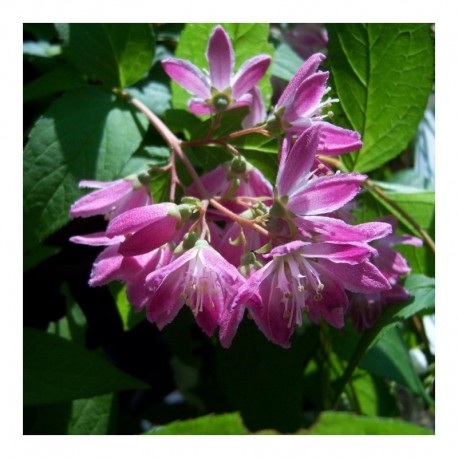 Deutzia Hybridan Strawberry Fields AGM