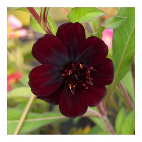 Cosmos atrosanguineus 'Chocamocha'