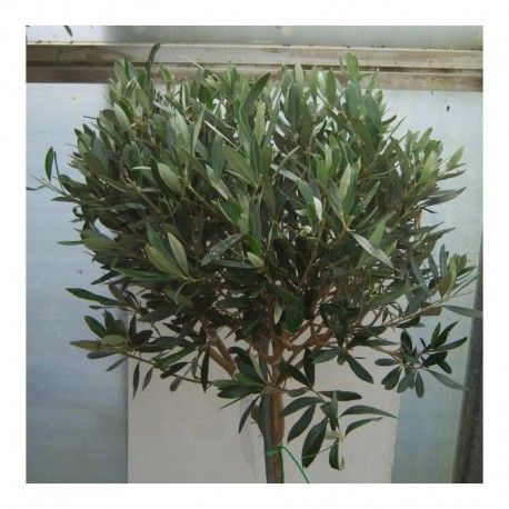 Olea europaea Pair of 100cm Standards