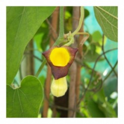 Aristolochia macrophylla (durior)