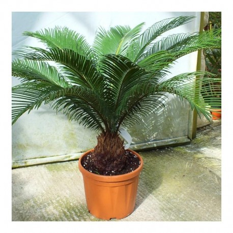 Cycas revoluta