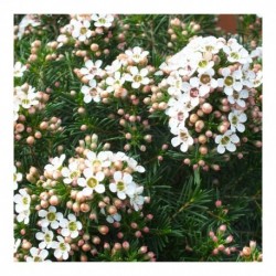 Chamelaucium Uncinatum Moonlight Delight (Waxflower)