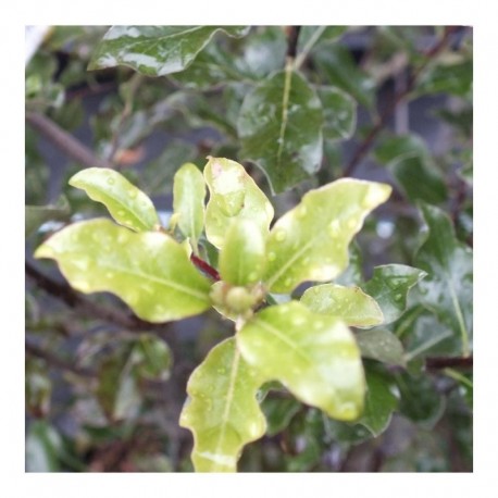 Pittosporum tenuifolium French Lace