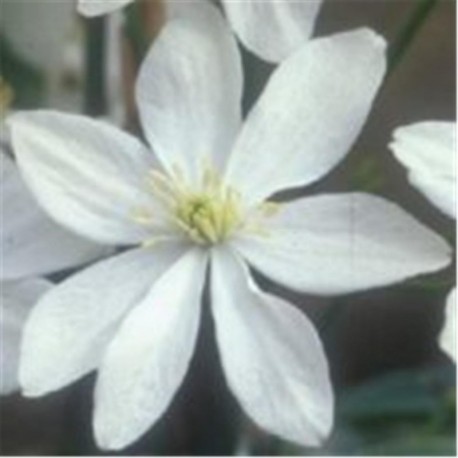 Clematis Armandii