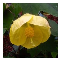 Abutilon John Thompson