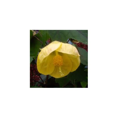 Abutilon John Thompson