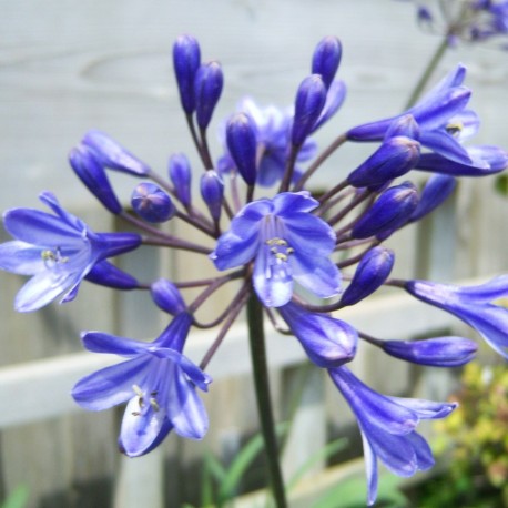 Agapanthus Collection