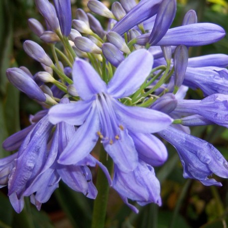 Agapanthus 'Peter Pan'