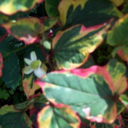 Houttuynia cordata 'Chameleon'