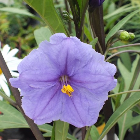 Solanum Laciniatum