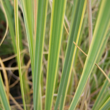 Cortaderia Pointe du Raz