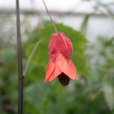 Abutilon 'Hinton Seedling' - Cross Common Nursery