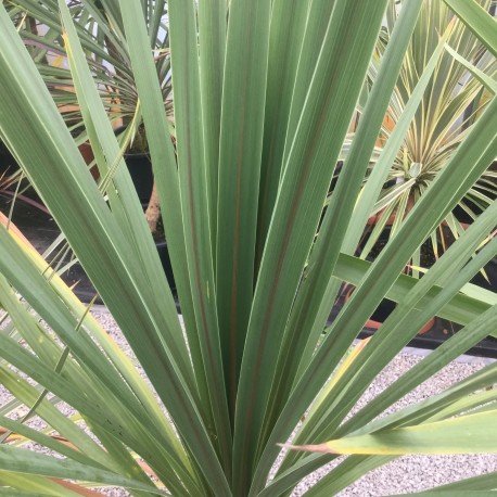 Cordyline australis (AGM) 100cm