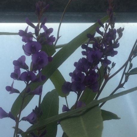 Hardenbergia violacea