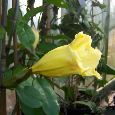 Solandra maxima