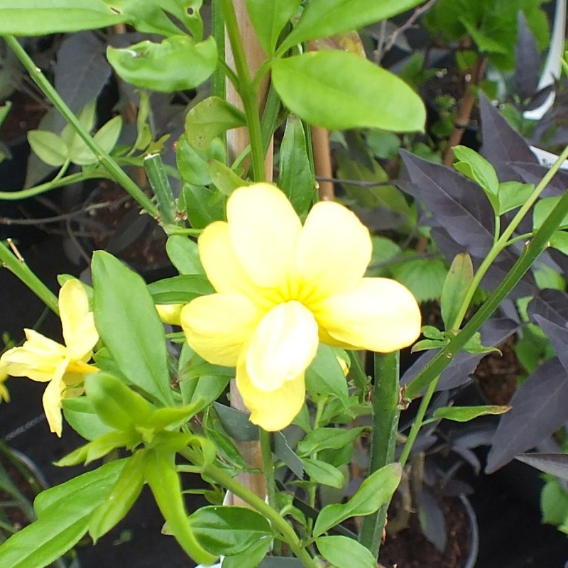 Jasminum mesnyi - Primrose Jasmine - Yellow Jasmine