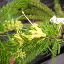 Grevillia juniperina sulphurea