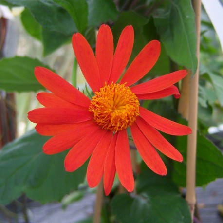 Senecio scandens