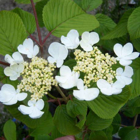 Viburnum plicatum 'Lanarth'