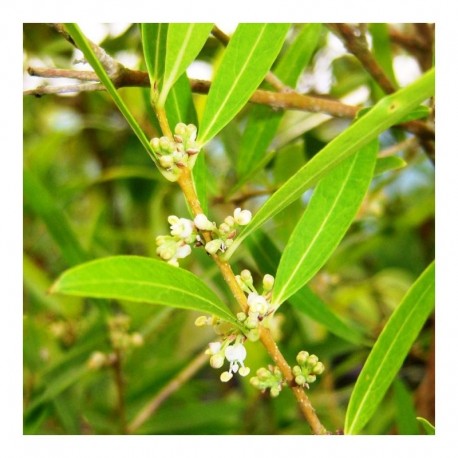 Phillyrea angustifolia rosmarinifolia