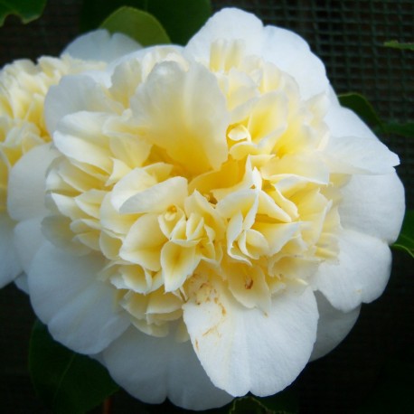 Camellia bush 3ltr