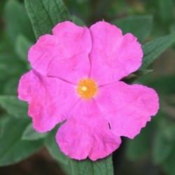 Cistus � pulverulentus Sunset