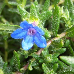 Lithodora diffusa 'Heavenly blue'