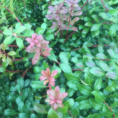 Pieris japonica Little Heath green