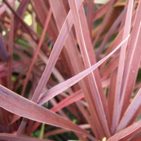 Cordyline australis Red Star