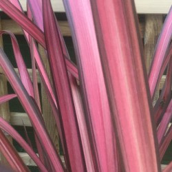 Phormium Evening Glow