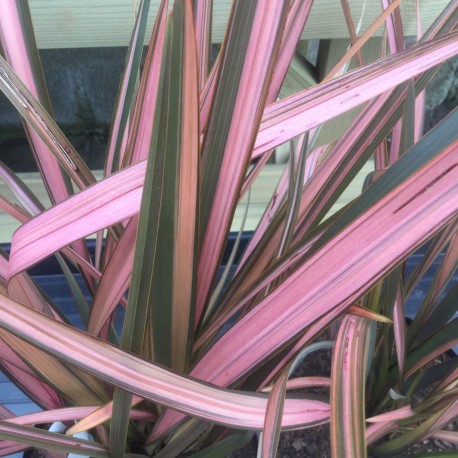 Phormium 'Flamingo'