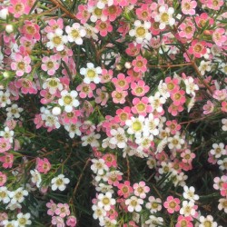 Chamelaucium 'My Sweet 16'