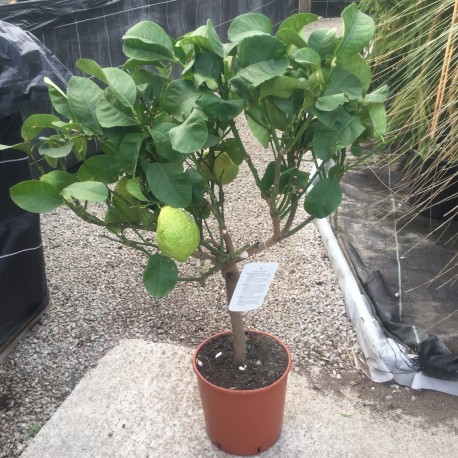 Citrus medica Citron