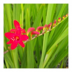 Crocosmia Lucifer