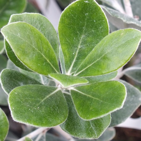 Pittosporum crassifolium