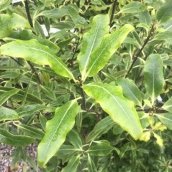 Pittosporum eugenoides