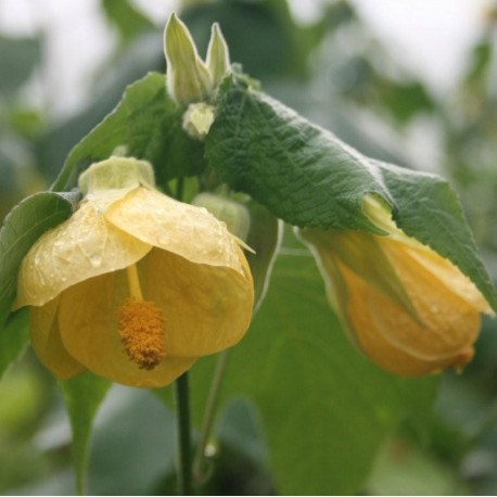 Abutilon 'Canary Bird'