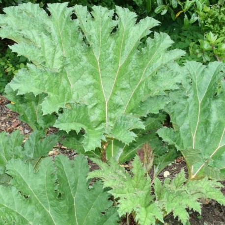 Gunnera manicata