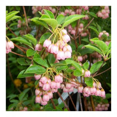 Enkianthus campanulatus