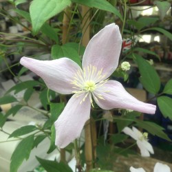 Clematis Montana Pink Perfection