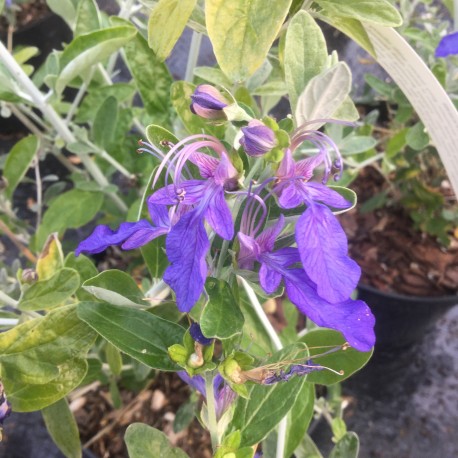 Teucrium fruticans 'Azureum'