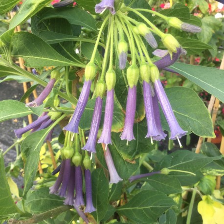 Iochroma tubulosum