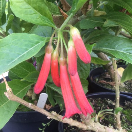 Iochroma coccinea fuchsiodes