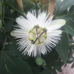 Passiflora Snow Queen