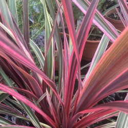 Cordyline Australis 3-4ft trunk