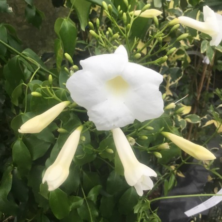 Pandorea jasminoidies Alba