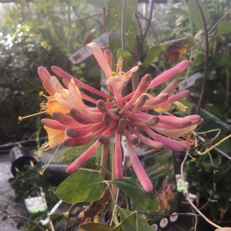 Lonicera x heckrottii 'Gold Flame'