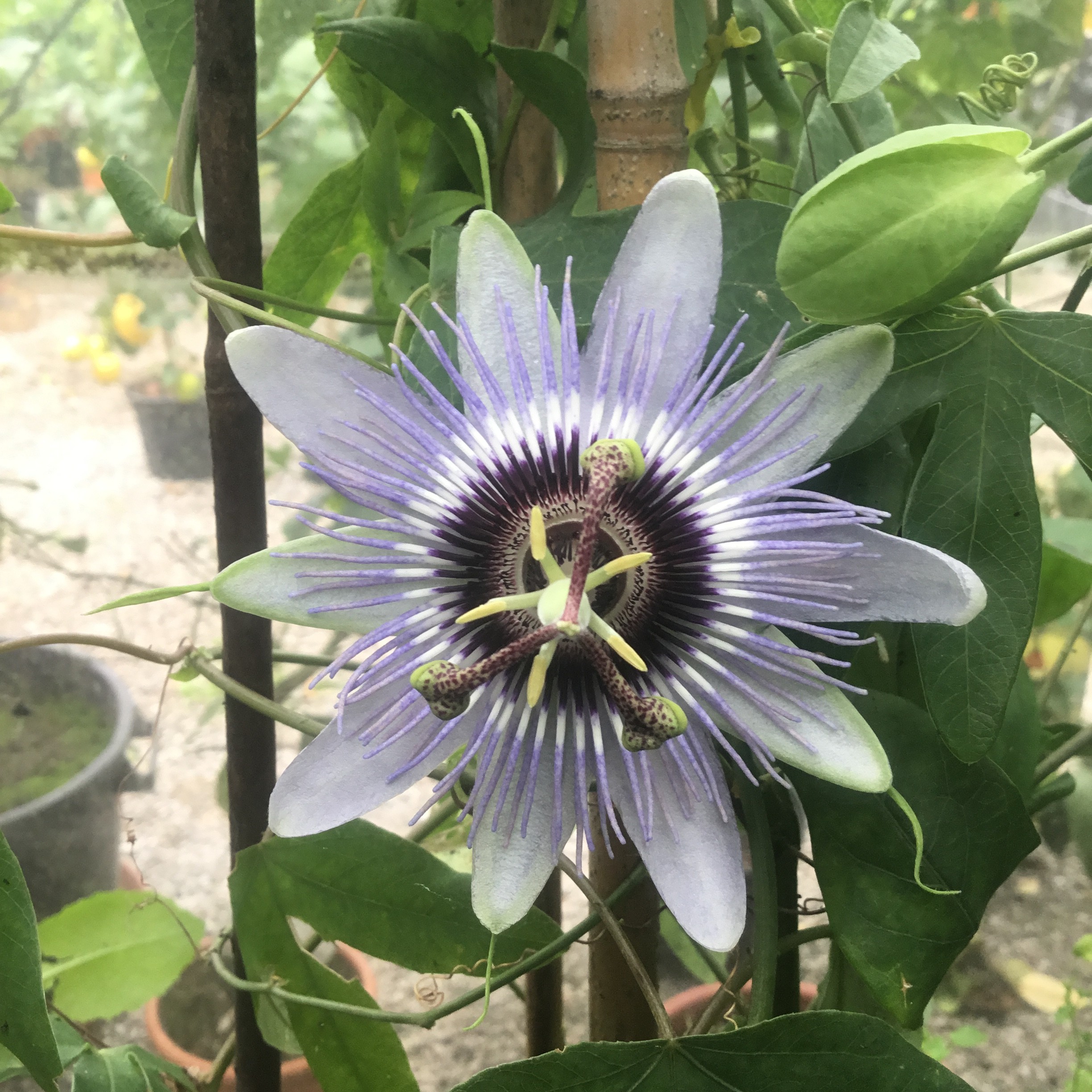 Passiflora Blue Bouquet