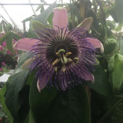 Passiflora caerulea 'Constance Elliott'